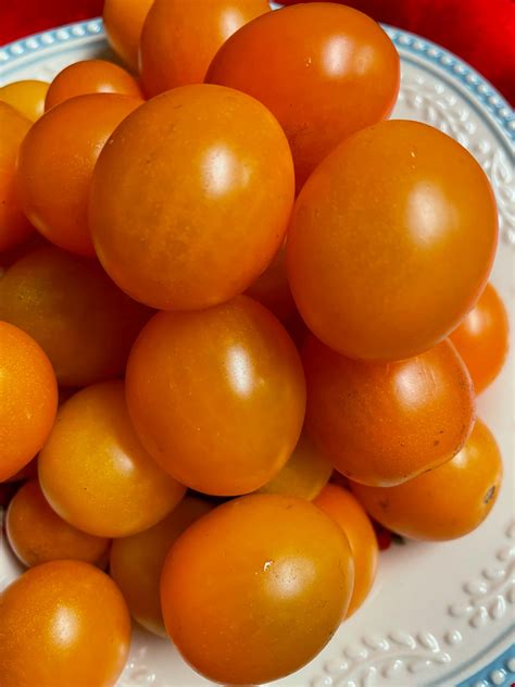 Sun Orange Hybrid Tomato Tomato Growers Supply Company