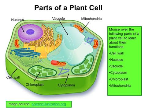 If it gets too empty, the plant wilts. Draw the neat diagram of.plant cell. Label the following ...
