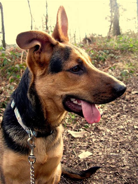 All You Need To Know About The German Shepherd Doberman Mix Fumi Pets