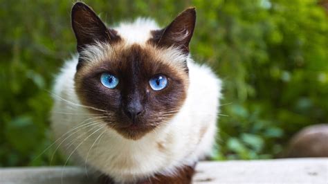 13 Facts About Siamese Cats Mental Floss