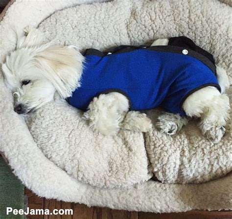 Helping your cat recover after spay, neuter, or other procedure. Royal Blue PeeJama | Dogs, Cat nose, After surgery