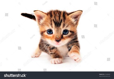 Cute Tabby Kitten Stock Photo 81349420 Shutterstock