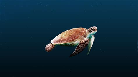 X Sea Turtle Laptop Full Hd P Hd K Wallpapers Images