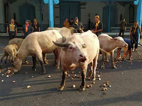 Dari keraton kasunanan ke pura mangkunegaran di antar. Sambut 1 Suro, Dua Keraton Solo Kirab Kebo Bule - JoSS.co.id