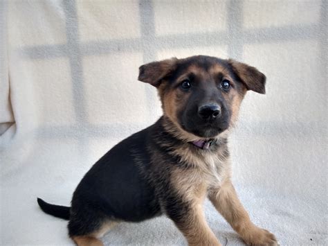 German Shepherd Puppies For Sale Bowling Green Ky 405802