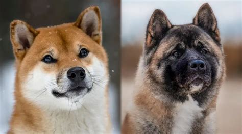 Shiba Inu Vs Akita Breed Differences And Similarities