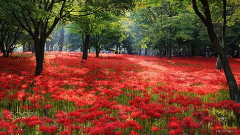 Flowery Hill Red Spider Lily Beautiful Nature Landscape