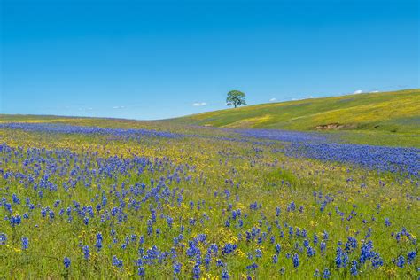 Gorgeous Spring Wildflowers In Northern California Oc 3000x2000