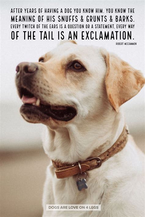 Inspirational Dog Quotes Photos