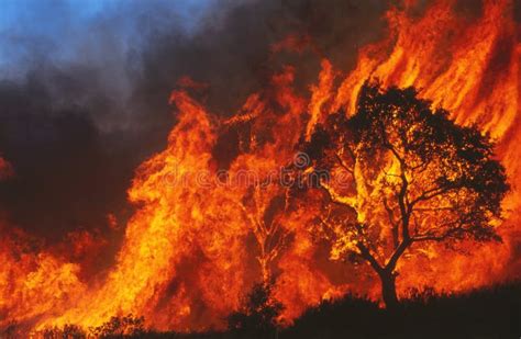 Burning Tree In The Forest At Night Stock Image Image Of Flame