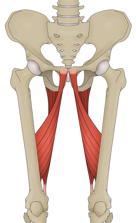 Adductor Anatomy