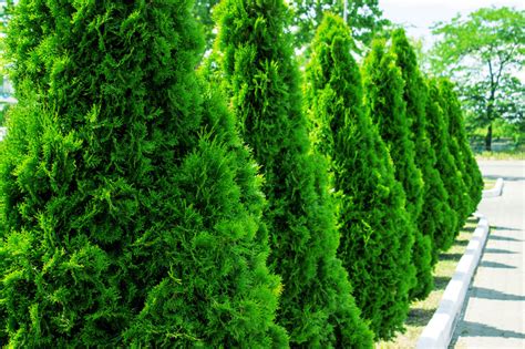 Top 5 Evergreens Sold Through The Arbor Day Tree Nursery