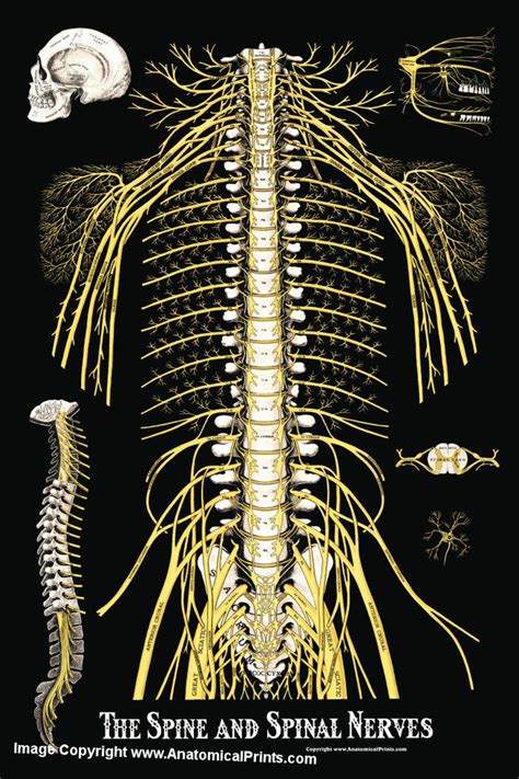The Spine And Spinal Nerves Poster Clinical Charts And Supplies