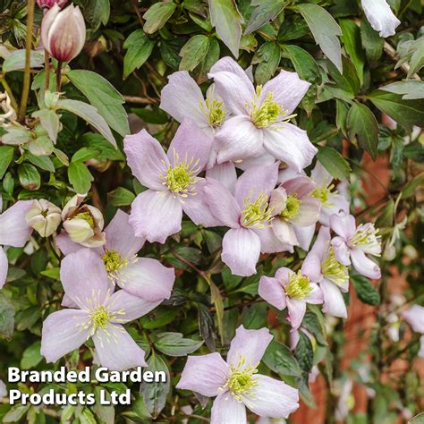 Clematis Montana Mayleen Plants Thompson And Morgan