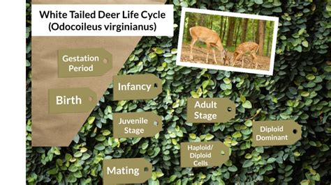 White Tailed Deer Life Cycle By Zoey Neumann