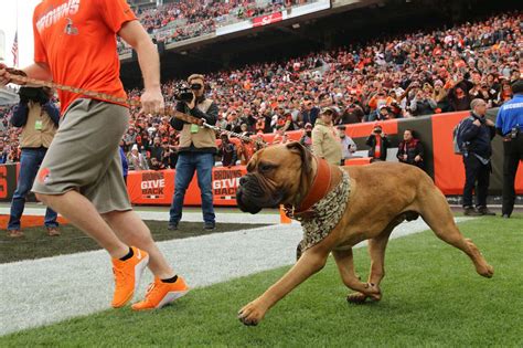 See The Fans Who Lined Up To See The Browns Heir To The Mascot Throne