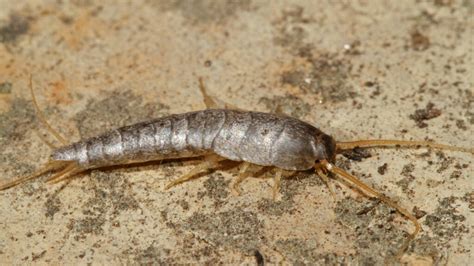 What Are Silverfish And How Do You Get Rid Of Them Howstuffworks