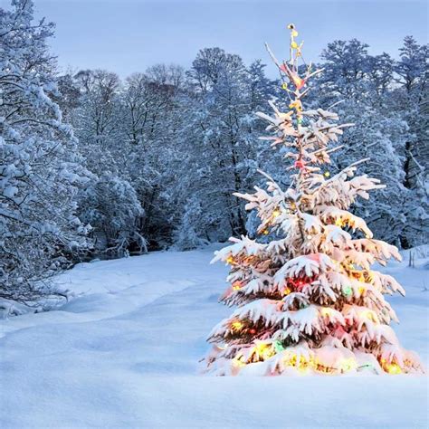 Outdoor Snow Christmas Tree Lights Backdrop 842