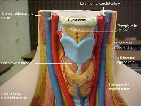 Diagram Of Carotid Artery