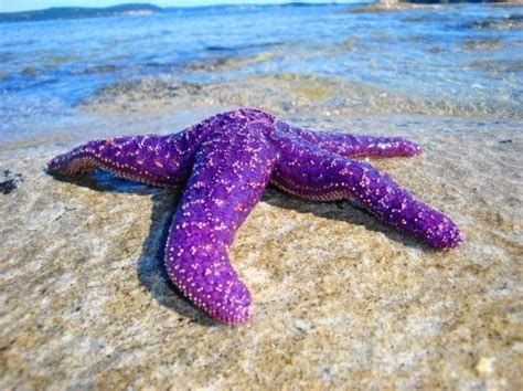 The Purple Sea Star Starfish Found In The Pacific Ocean Purple Love