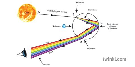 Rainbow Formation Diagram Prism Reflection Refraction Rainbows Physics Sun