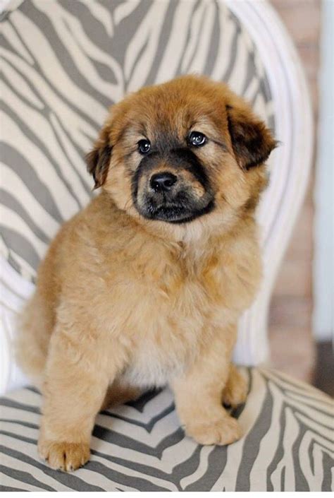 German shepherd/golden retriever mix puppy | Golden retriever mix puppies, Golden retriever mix