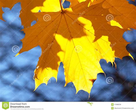 Fall Leaf In Blue Sky Stock Image Image Of Autumn Nature 11988239