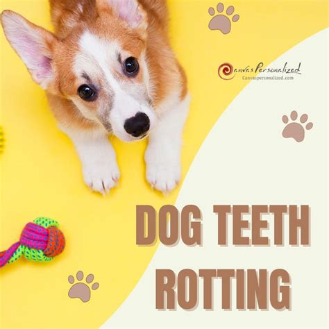 Everything You Need To Know About Dog Teeth Rotting