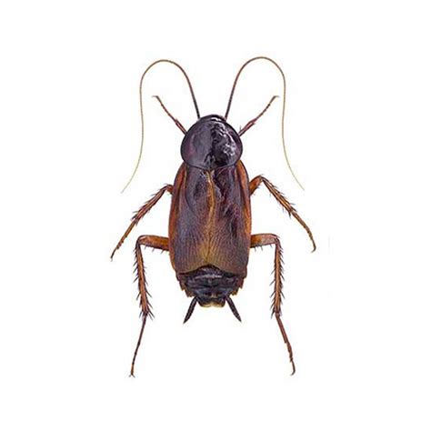 Oriental Cockroach Identification And Behavior Oriental Cockroach Control