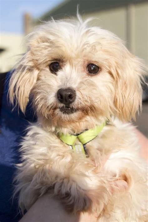 The humane society of missouri's st. Meet Noki, a Petfinder adoptable Havanese Dog | Saint ...