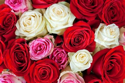 Red Pink And White Roses In Bouquet For Background Stock Photo