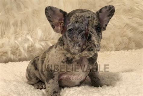 Super cute and unique male fawn/merle french bulldog puppy, sura, is waiting for you! Blue Merle Frenchie Bulldogs from Ox and Bella - Frenchie ...