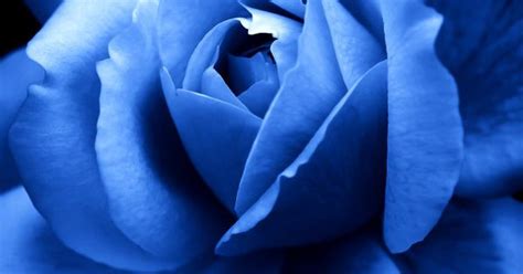 ~~blue Rose By Yuyu Photography~~ Flowers ~ Breathtaking Pinterest