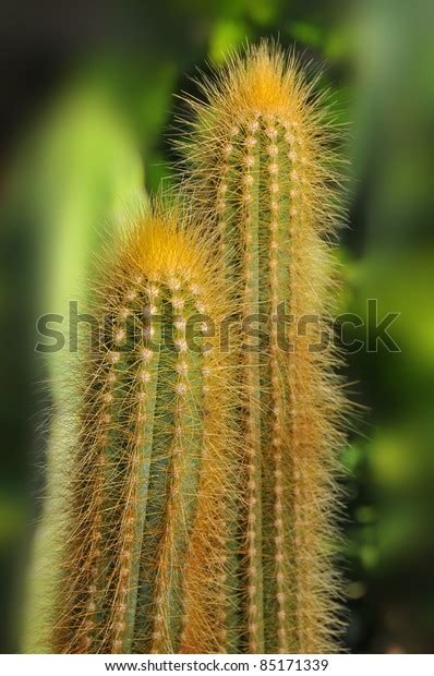 Closeup Cactus Plural Cacti Cactuses Cactus Stock Photo 85171339