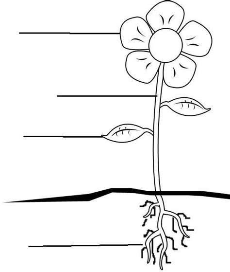 Parts Of A Flower Template Printable Printable Templates