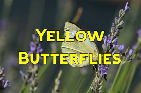 Yellow Butterflies In The United States With Pictures