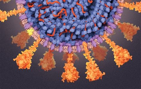 A Visual Guide To The Sars Cov 2 Coronavirus Scientific American