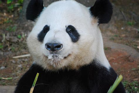 Panda Zoo Atlanta Tyler Corder Flickr