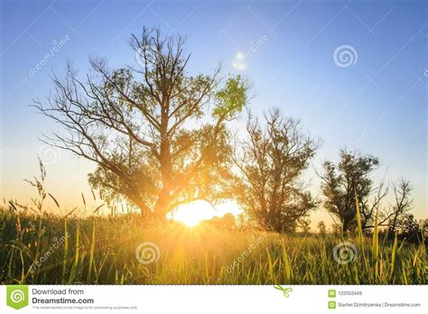 Bright Dawn In The Wild In Nature Landscape Of Trees On Summer Meadow