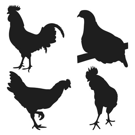 Set Cock Cockerel Rooster Chicken Hen Chick Position Standing Poultry Silhouettes Hand