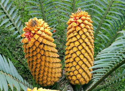 Sago Palm Cycas Revoluta Seeds Photograph By Pascal Goetgheluck