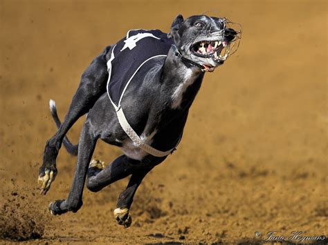 Black Greyhound Racing Dogs Greyhound Grey Hound Dog