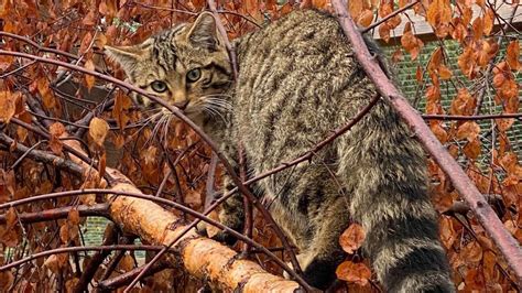 Scottish Wildcats Bred In Captivity Released To The Wild In A Bid To