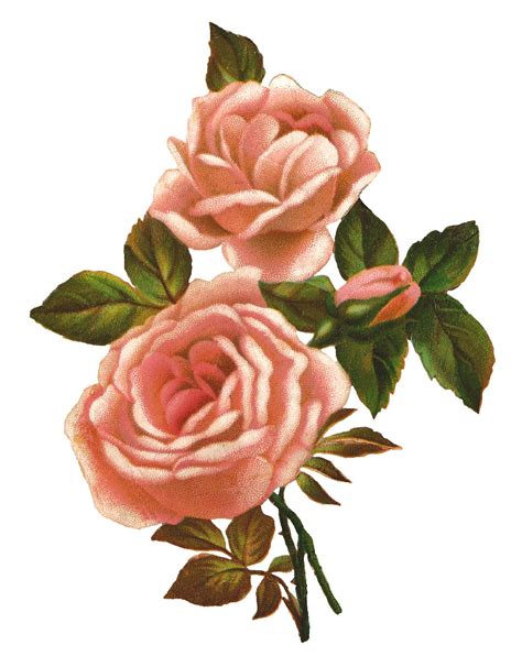 Antique Images Pink Rose Stock Image Vintage Shabby Flower Clip Art