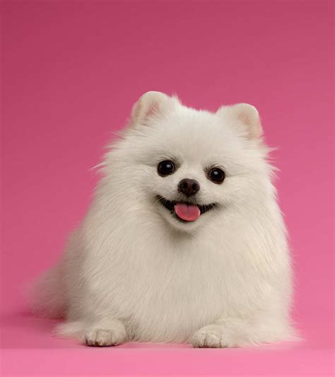 White Pomeranian Why White Poms Are More Unusual Than Most