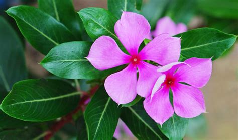 Includes information and images for selecting a perfect tree that produces beautiful flowers. What are some really quick growing plants which blooms ...