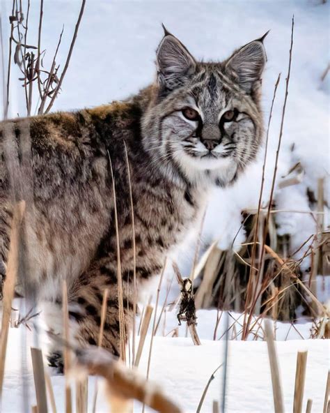 Bobcat Or Lynx Heres How You Can Tell VailDaily Com