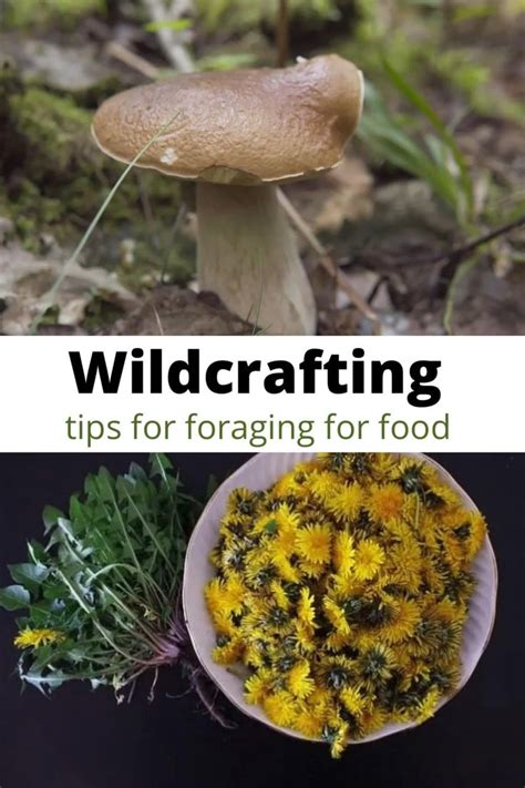 Wildcrafting Tips Foraging For Food In The Wild Video Video