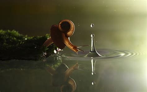 Hd Wallpaper Nature Splashes Ripples Snail Reflection Water Drops