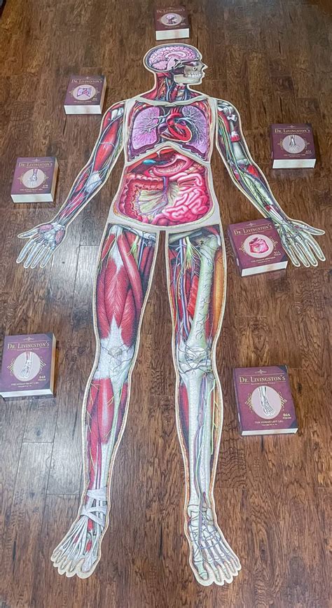 Dr Livingstons Anatomy Jigsaw Puzzle Review Mimis Dollhouse